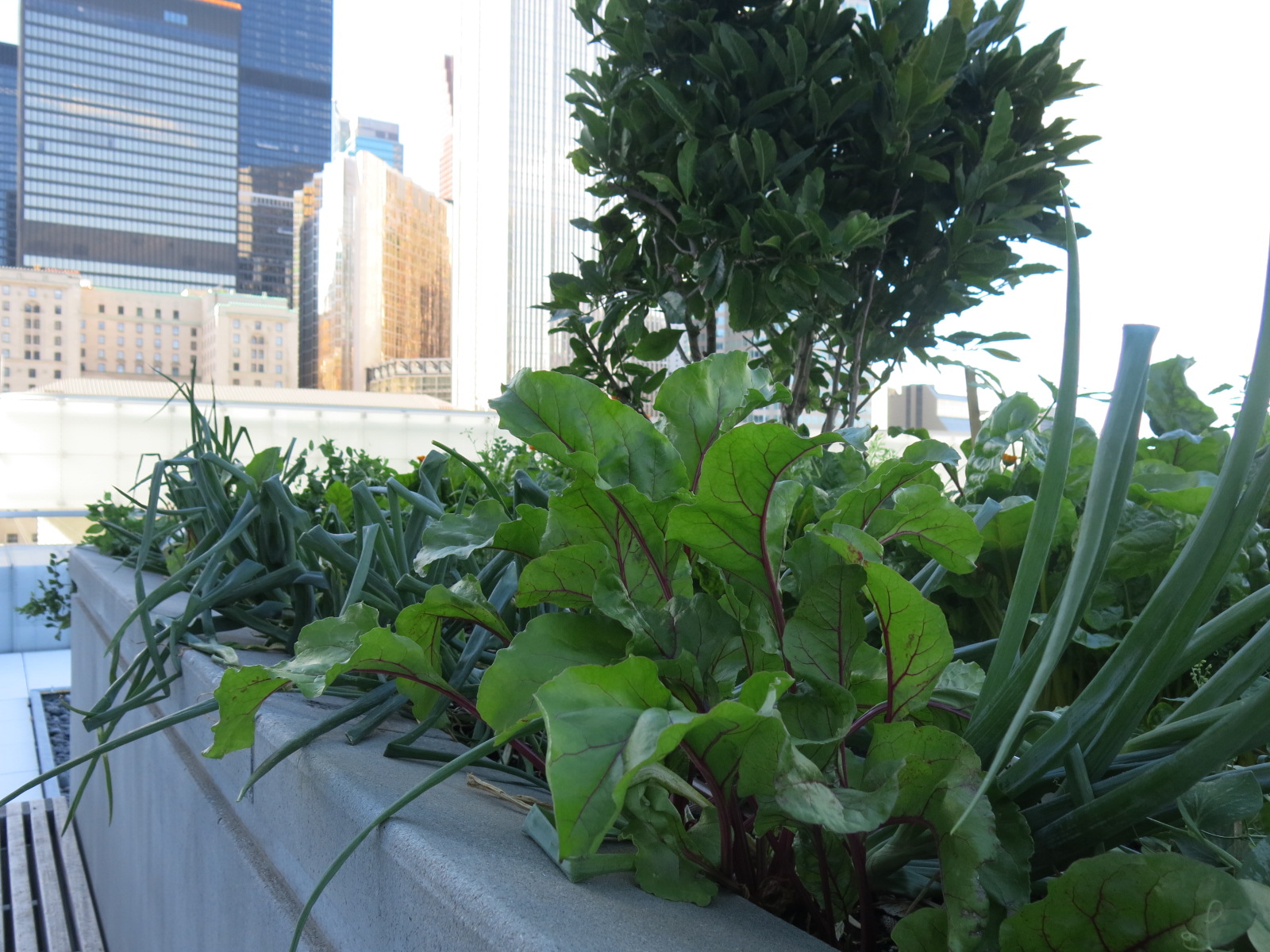 TELUS House Toronto urban rooftop garden. Photo: Rhonda Teitel-Payne